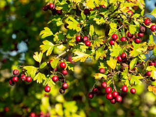 detail of common hawthorn, full of ripe red berries in autumn