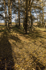 Autumn leaves in the new forest Hampshire