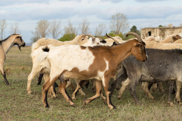 Naklejka na ściany i meble Sheep and goats graze on green grass in spring