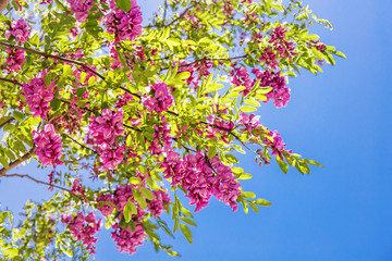 Acacia in bloom against blue sunny sky
