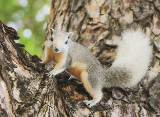 Portrait of grey squirrel on the tree in the park