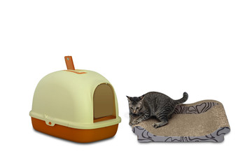 Cute little cat on cat scratch board with Cat litter box isolated on white background.