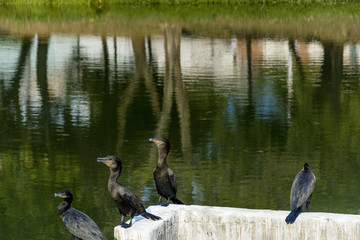 Some black bird stood up in front a waterflow reflecting the tree trunks.