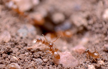 Fire Ant outside of hill