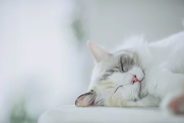 Tuinposter 寝ている猫 © beeboys