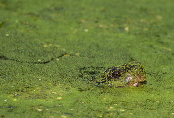 Snapping Turtle in Bog