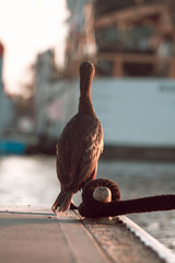 Bird's back. Bird is sitting on the dock.