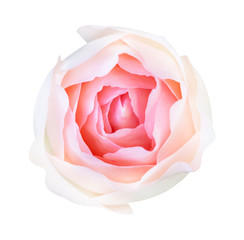 Red rose isolated on white background, clipping path and - soft focus