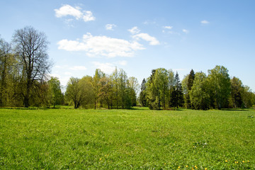 Glade in the forest lit by the bright sun