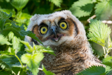A surprised fledgling Great Horned Owl.