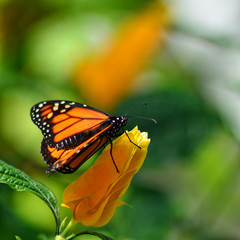 Fototapeta na wymiar Butterfly 