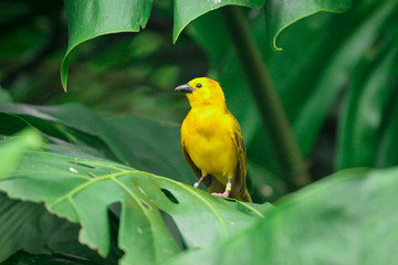 Yellow Song Bird 