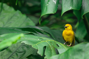 Yellow Song Bird 