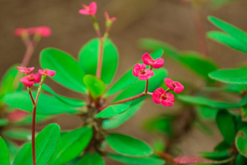 Pink Flower 