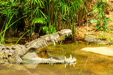 Crocodile in the Water