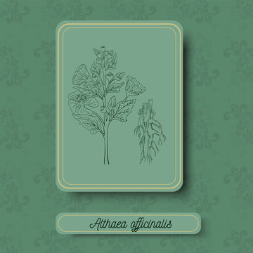 Retro Styled Picture with Althaea officinalis Herb