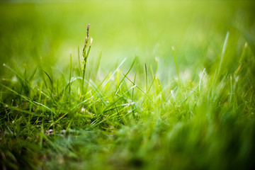 Green grass in spring
