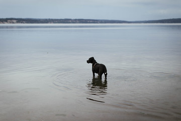 Water Dog