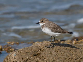 Greater Sand Plover Standing on Sea Rock