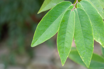 Closeup green leaves on blur background