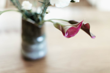 Calla Lilly