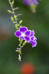 Blooming purple flowers close-up fake forsythia，Duranta repens L.