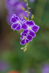 Blooming purple flowers close-up fake forsythia，Duranta repens L.