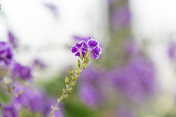 Blooming purple flowers close-up fake forsythia，Duranta repens L.