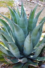 Agave Plant