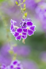 Blooming purple flowers close-up fake forsythia，Duranta repens L.