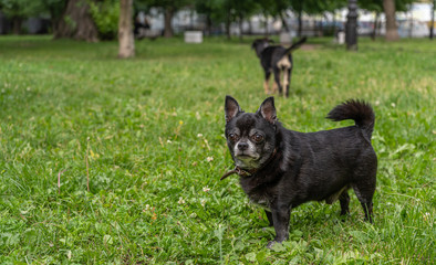 Little black dog standing on grass in the park and another one dog standing behind