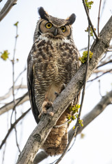 Obraz premium A Great Horned Owl perched in a tree.