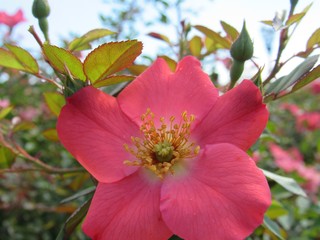 Obraz premium Rosa simple abierta