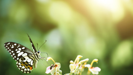 Colorful butterflies sucking nectar on flowers in nature. Green background © nitinai2518