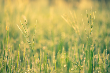 Rice farm,Rice field,Rice paddy, rice pants,Bokeh dew drops on the top of the rice fields in the morning sun,along with the rice fields that emphasize the soft background.