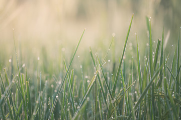 Rice farm,Rice field,Rice paddy, rice pants,Bokeh dew drops on the top of the rice fields in the morning sun,along with the rice fields that emphasize the soft background.
