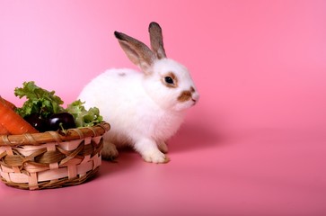 white rabbit in basket