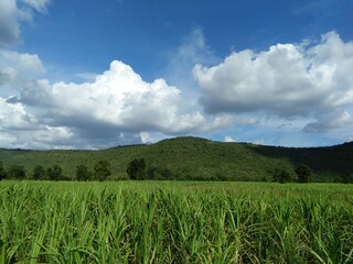 green field and blue sky