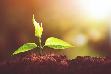 Growth of new life green plant in soil
