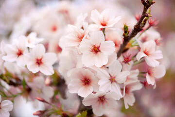 Pink flowers on a tree