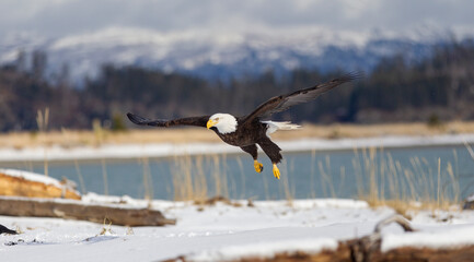 Adult North America Bald Eagle in Kachemak Bay, Alaska