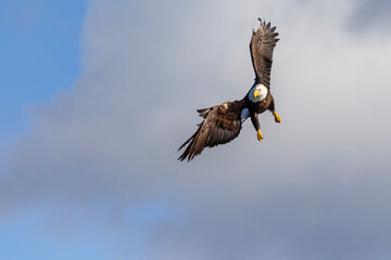 Adult North America Bald Eagle in Kachemak Bay, Alaska
