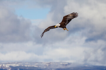 Adult North America Bald Eagle in Kachemak Bay, Alaska