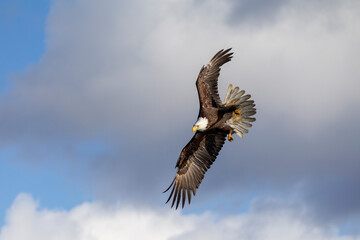 Adult North America Bald Eagle in Kachemak Bay, Alaska