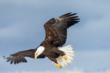 Adult North America Bald Eagle in Kachemak Bay, Alaska