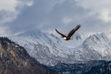Adult North America Bald Eagle in Kachemak Bay, Alaska