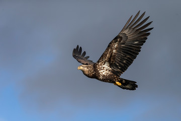 Fototapeta premium Juvenile North America Bald Eagle in Kachemak Bay, Alaska