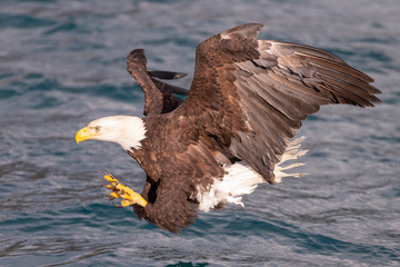 Adult North America Bald Eagle in Kachemak Bay, Alaska