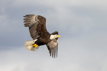 Adult North America Bald Eagle in Kachemak Bay, Alaska
