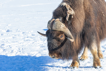 Northern Musk Ox in Alaska